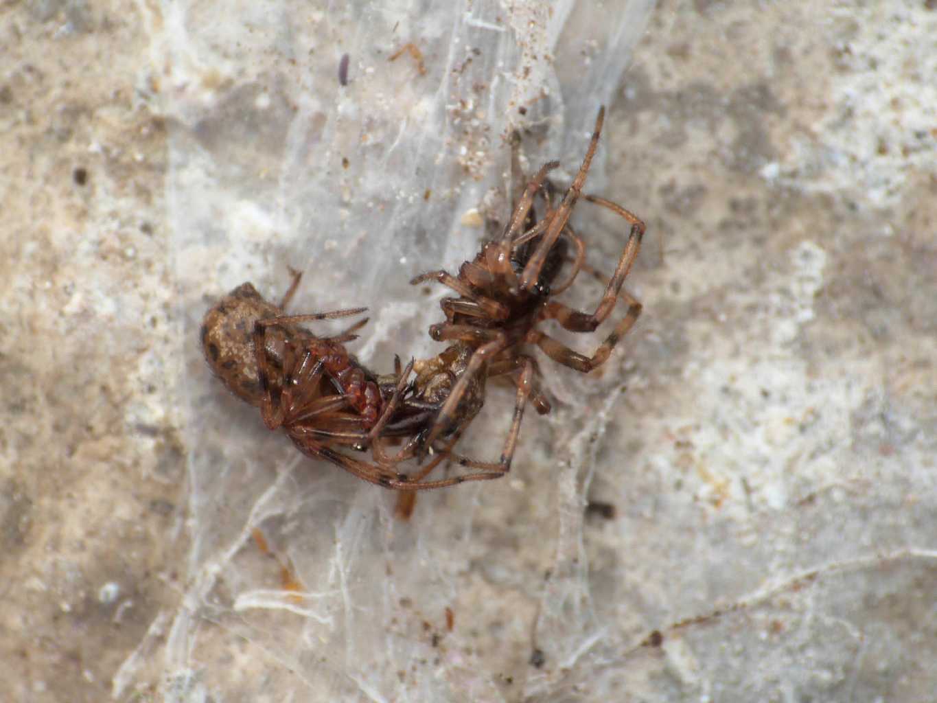 Predazione tra maschi di Enoplognatha mandibularis